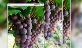 葡萄视频,探索短视频世界的魅力与奥秘